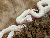 ナミヘビ・その他 - reptile-shop-dear ページ！