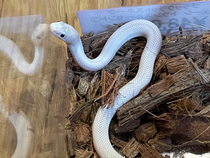 ナミヘビ・その他 - reptile-shop-dear ページ！