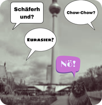 Deutscher Spitz wird nicht erkannt verwechselt Elo Eurasier Schäferhund vergessene Rasse