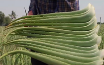 Lors de la récolte, seules les feuilles extérieures de l'Aloe véra mûres pour la récoltes sont coupées. Ces