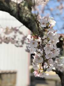 近所の桜