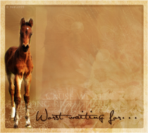 Pony
