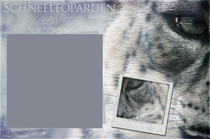 Schnee Leopard