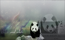 Klick zum Vergrößern. || Panda