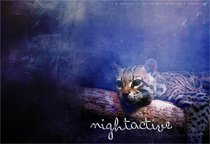 nachtaktiv: nocturnal || 2 Scrollboxen || Ozelot