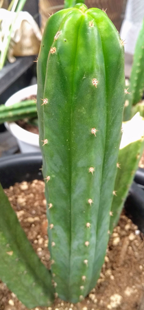 Trichocereus Pachanoi San pedro ペドロ・多聞柱・トリコケレウス・パチャノイ　