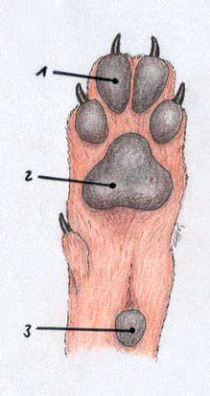 Die Pfote - dreamdancervomnahetal