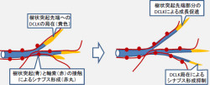 画像3。DCLKタンパク質は樹状突起の先端に濃縮し、この部分で突起が伸びることを助けることを示している。一方でDCLKがあることでこの部分は軸索とシナプスを形成することから逃れ、動的な状態を維持することができる