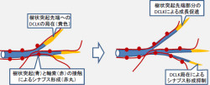 画像3。DCLKタンパク質は樹状突起の先端に濃縮し、この部分で突起が伸びることを助けることを示している。一方でDCLKがあることでこの部分は軸索とシナプスを形成することから逃れ、動的な状態を維持することができる 