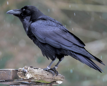 Informationen Zu Krahen Ornitec Vogelabwehr