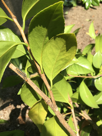 椿の透かし剪定の写真になります 椿にはチャドクガと呼ばれる毛虫が付きやすくその毛に触れると凄く強い痒みや赤く腫れます 定期的に透かして毛虫や病気などにやられにくい状態にします 大阪府堺市の植木屋 植正