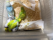 いろいろなセキセイインコ