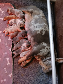 9 mooie puppy’s geb: 21-08-2025