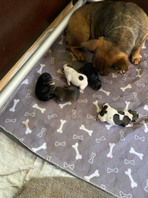 Puppy’s heb: 14-08-2025