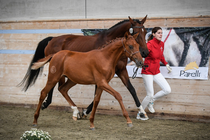 Foto: Katja Stuppia