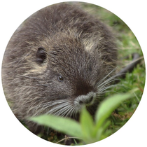 Nutria