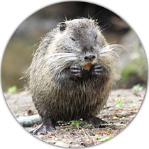 Nutria