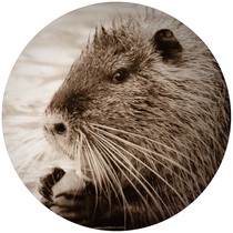 Nutria