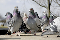 Système anti pigeons, pics, filets, gel bird free, éloignement, Vaucluse, Gard, Drome, Avignon, Orange, Bollène, 84.