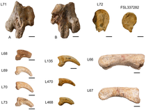 Figure 2. Eleutherornis cotei material from Lissieu.