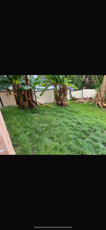 Mt Pritchard big job removal of 8 palm trees & end of lease clean up & overgrown grass before & after 