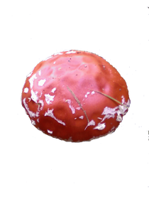 Fliegenpilz,Amanita muscaria var. muscaria