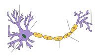Nervenzelle von Säugetier: Die Dentriten sind die violetten Verästelungen. Die Synapsen sind die Endknöpfchen der Äste. Das Axon ist das Verbindungsstück von gelben Strang und Zellkörper