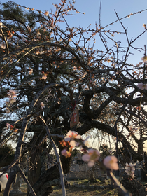 梅が開花してます。