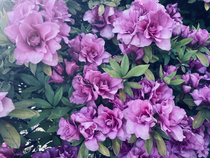 加工を少しかけてみました!咲き方がお気に入りの花です😍