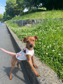 2匹目の愛犬🥰︎💕︎