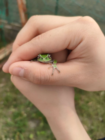 かえるが大好きなんですが、地元には全く居なくて😭初めて野生を実際に見ました🫶体育祭予行の日のグラウンドの端で発見👀(苦手な人ごめんなさい💦)