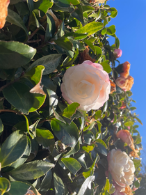 通学中に撮った花です!冬の空に緑色がよく映えます😊