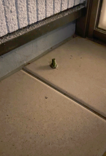 カエルの中川さんです🐸