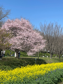 当時、桜はまだ1本しか咲いてませんでした💦