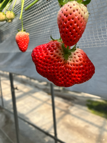 甘くておいしかったです🍓