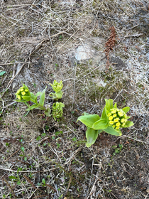 GWに見たふきのとうです🌱