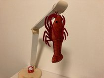 冬合宿のお土産の伊勢海老と手作りのだるまです❕