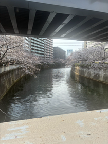 目黒川の桜です👀🌸🌸