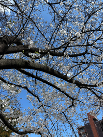 桜🌸が綺麗に咲く公園でお花見してきました！