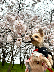 山形の親戚が送ってくれた犬の写真です💕︎︎