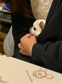 飼っている犬です。可愛いです🫶