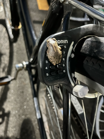 🐸