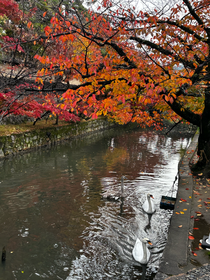 修学旅行で倉敷に行った時の写真です！📷´-