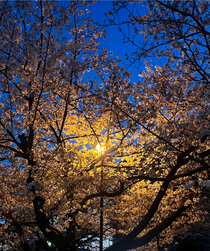 写真が無さすぎて4月の桜🌸です() 街灯が内側で光っていてめちゃくちゃお気に入りです😍