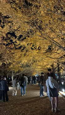 友達と見に行ったイチョウです🍂🌝