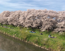 今年の写真はまだなかったので、去年の桜です!そのうち見に行きたいです🌸