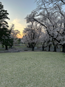 大きすぎる公園は桜がとても綺麗です🌸