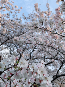 桜です！！とても綺麗でした🌸