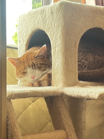 うちの猫です🐈🐾