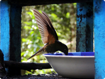 Kolibri Fina Acaime - Valle del Cocora - Kolumbien